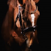 Dressage mare