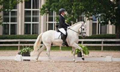 Welsh pony for sport