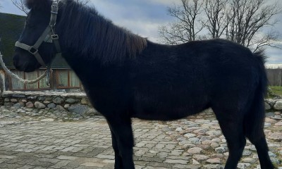 Miniponi mära ,,Blacky,,