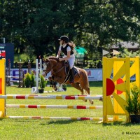 Welsh pony for sport