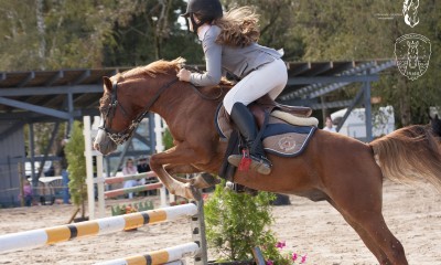 Welsh pony for sport