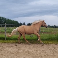 3 aastane eesti hobune Teks