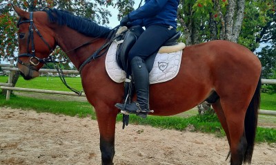 2017 year born Estonian Sporthorse horse gelding