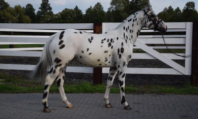 2,5 y.o. spotted stallion
