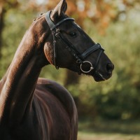 Hanoverian Mare