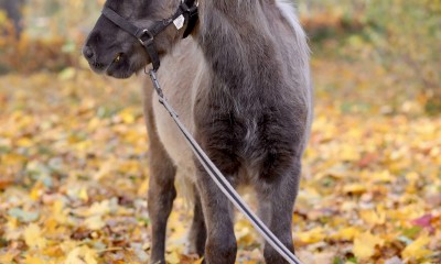 Väikeponi