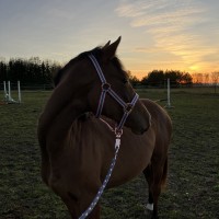 Tuleviku talent ponisporti või aretusse