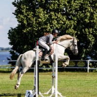 Conemara sport pony