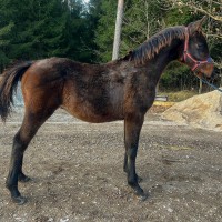 A Curious and Affectionate Dark-Bay Colt (Latvian Warmblood)