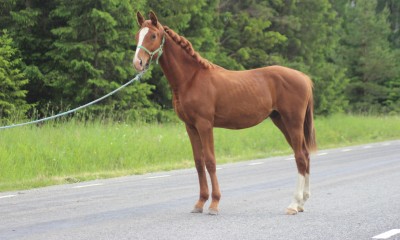 Kallisto