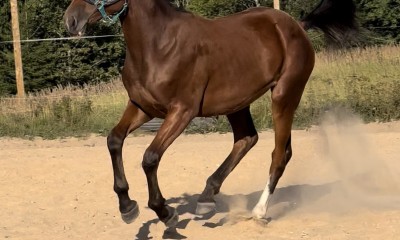 For sale mare 