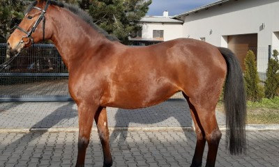 Young mare by Che Guevara L