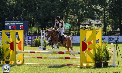 Welsh pony