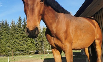 Whelor AT