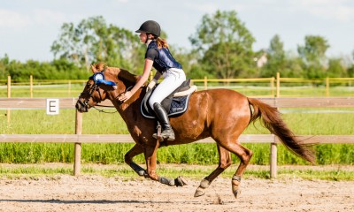 Poni Tepsi