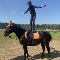 Amazing gelding for sale 