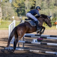 Sport pony