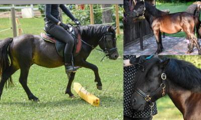 4a poni ruun116cm tk, käib ratsa ja ees