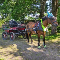 10. aastane eesti tõugu täkk Torvald