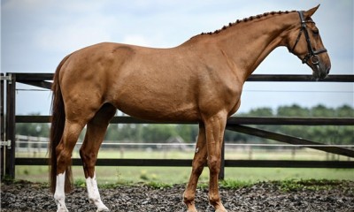 KWPN breed mare for sale (VDL blood line)