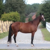 Top jumping prospect Calvino Z x Chacco Fly x Chacco Blue 