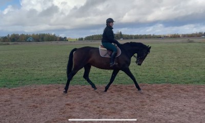 Müüa takistussõidu mära.