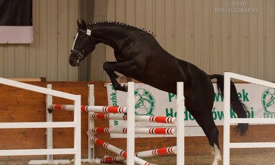 Good cross country prospect from Ulco x Voltaire