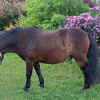 6yo Pony Jupiters for riding schools 