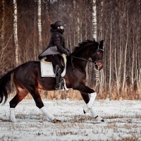 Vahva noor koolisõiduhobune