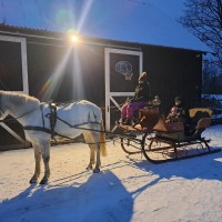 Welsh pony for sport