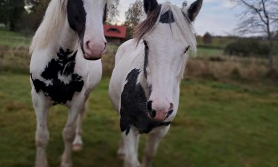 Sport pony
