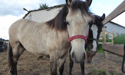 VEEBEL