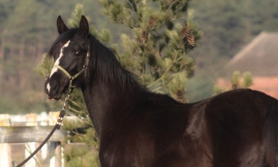 Top endurance prospect mare ! Super mover Great pedigree ! 