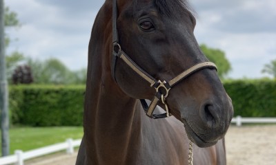 Trakehner Stallion for sale. Only walking in hands/ under saddle!