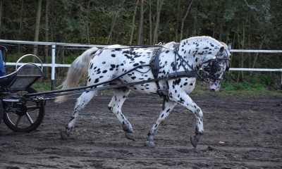 4,5 y.o spotted gelding