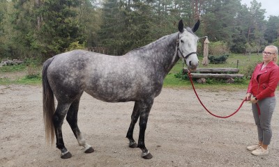 Rosée