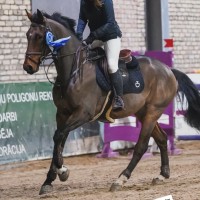 7 a ESH mära Popcorn Time (Pronto van de Maltahoeve x Agrovorms Amerigo)