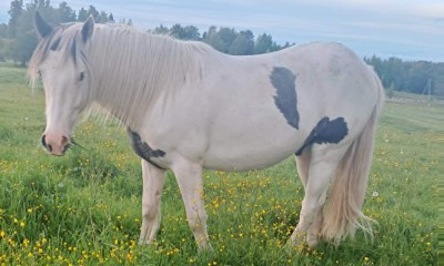 Welsh pony for sport