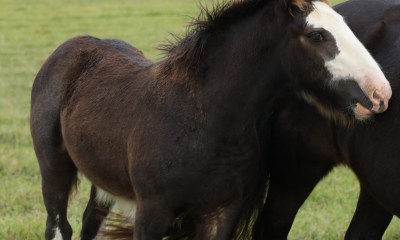 Irish Cob stallion