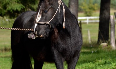 ini Irish Cob mära / mini tinker