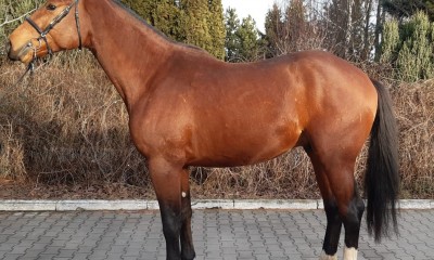 KWPN gelding by Kannan
