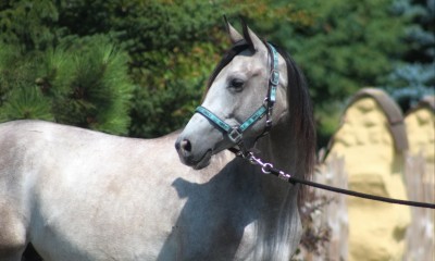 Top endurance prospect mare ! Super mover Great pedigree ! 
