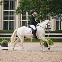 Welsh pony for sport