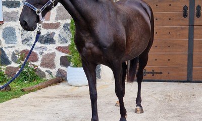 145cm poni