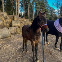 A Curious and Affectionate Dark-Bay Colt (Latvian Warmblood)