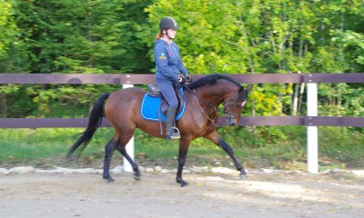 Quality riding pony