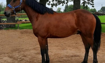 5 years old gelding ,, Call me back''