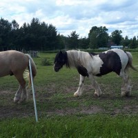 Uut kodu otsib Tinkeri ja spordihobuse ristand