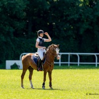 Welsh pony for sport