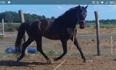 Big warmblood with show jumping/ eventing pedigree